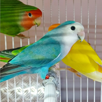 Inseparabili Roseicollis