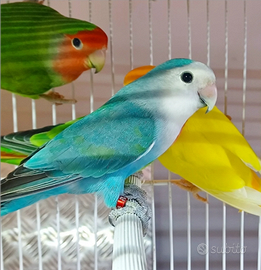 Inseparabili Roseicollis