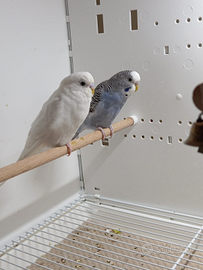 Cocorite allevati a mano