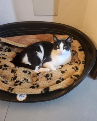 Gattina