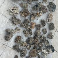 Rocce porose per acquario marino