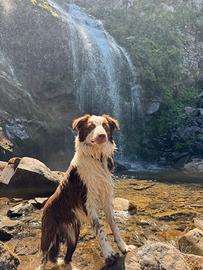 Cucciolo Border Collie