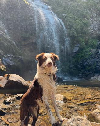 Cucciolo Border Collie