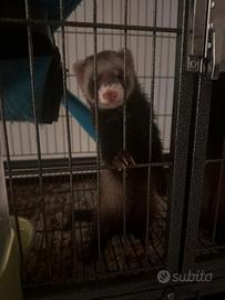 Cuccioli di furetti femmine