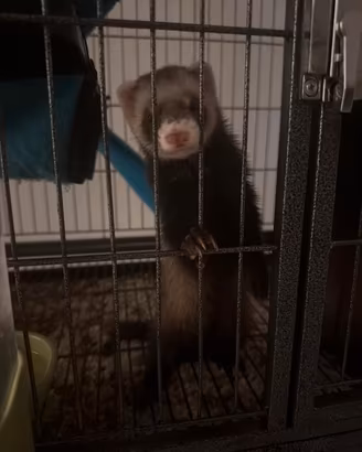 Cuccioli di furetti femmine