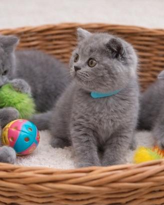 scottish fold e straight 