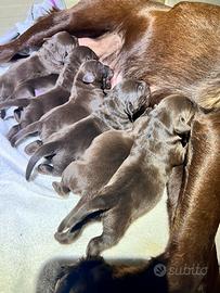 Cuccioli di Labrador retreiver chocolate