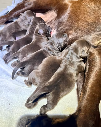 Cuccioli di Labrador retreiver chocolate