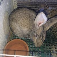 Giovani conigli/coniglio da riproduzione