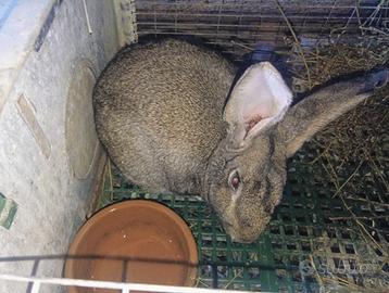 Giovani conigli/coniglio da riproduzione