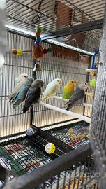 Pappagalli inseparabili