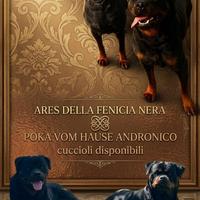 Cuccioli rottweiler