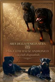 Cuccioli rottweiler