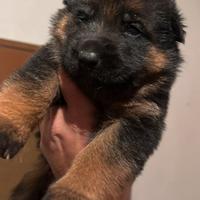 Pastore Tedesco cuccioli disponibili