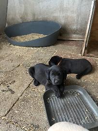 Cucciole Labrador