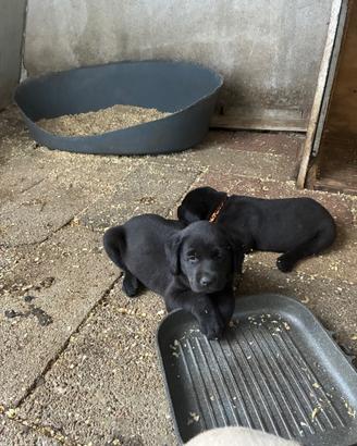 Cucciole Labrador