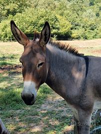 Asino Amiatino maschio