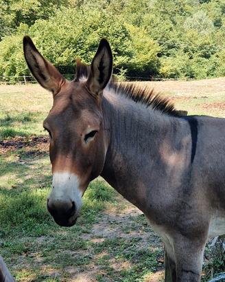 Asino Amiatino maschio