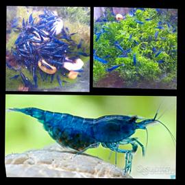 Caridine gamberetti acqua dolce blu