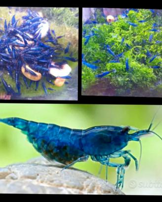 Caridine gamberetti acqua dolce blu