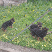 Cuccioli di pastore tedesco