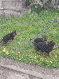 Cuccioli di pastore tedesco