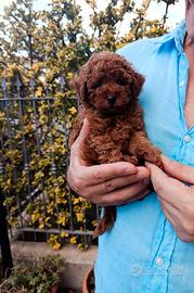 Barboncino maschietto toy con pedigree