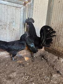 Ayam Cemani , amrock