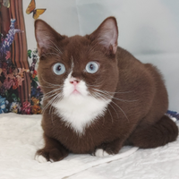 British Shorthair femmina