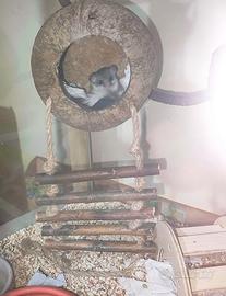 Minighiri africani con teca e cibo