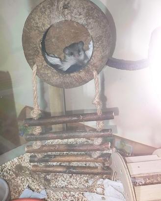 Minighiri africani con teca e cibo