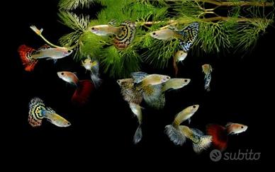 Guppy