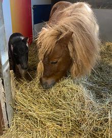 Coppia di mini pony con puledrino