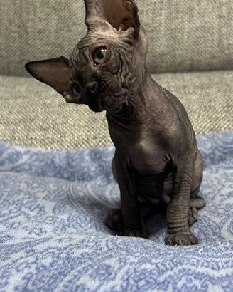 Sphynx