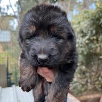 Cuccioli pastore tedesco a pelo lungo