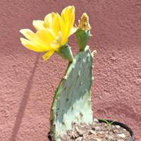 Fico da india.opuntia.cactacea.pianta