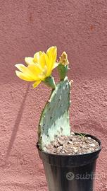Fico da india.opuntia.cactacea.pianta