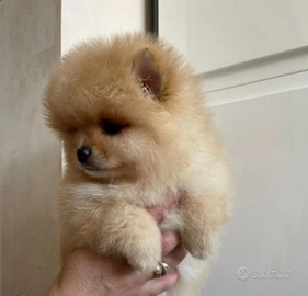 Spitz pomerania nano