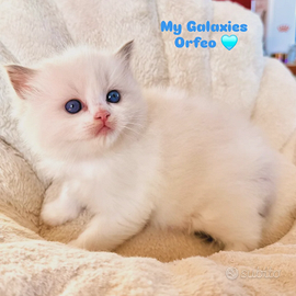 Cucciolo Ragdoll Blu Bicolor Pedigree