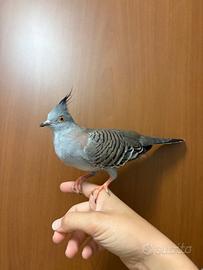 Tortore australiane ciuffate
