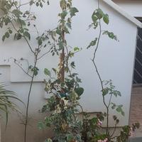 Edera