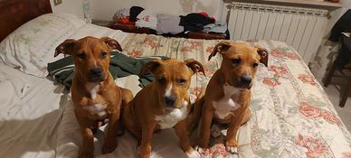 Cuccioli di pitbul