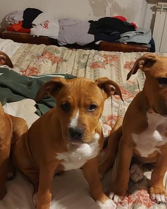 Cuccioli di pitbul