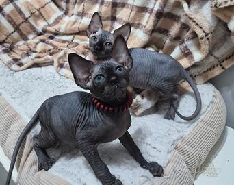 Cuccioli sphynx