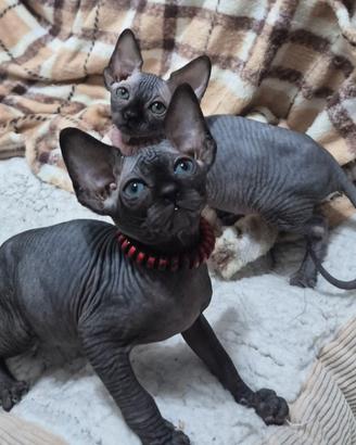 Cuccioli sphynx