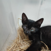 Gattina si affida sterilizzata