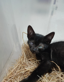 Gattina si affida sterilizzata