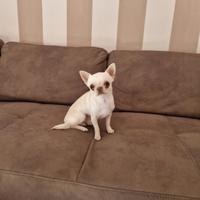 Chihuahua