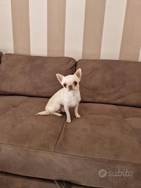 Chihuahua