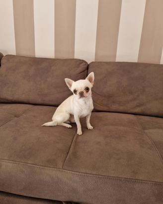 Chihuahua